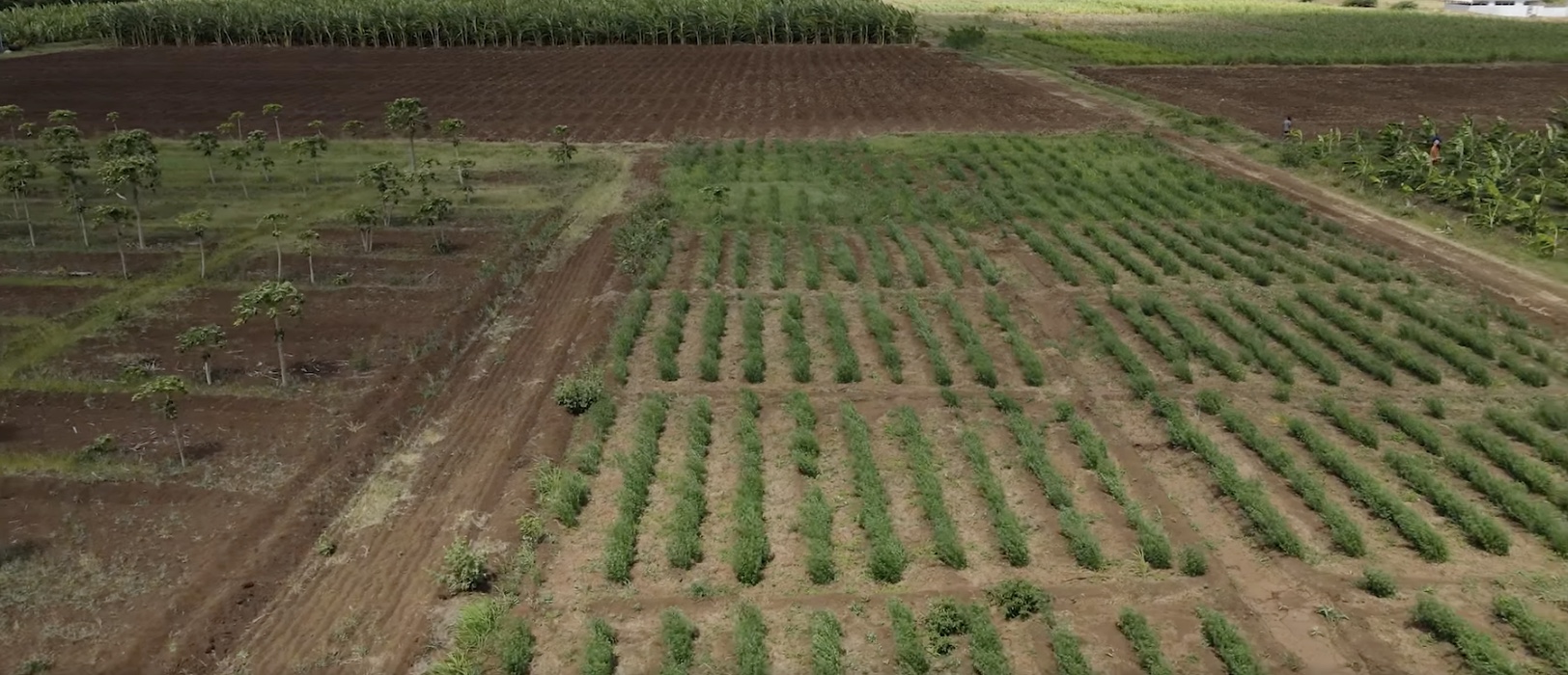 Aerial view of cultivated fields at the Cosob farm near Las Anod