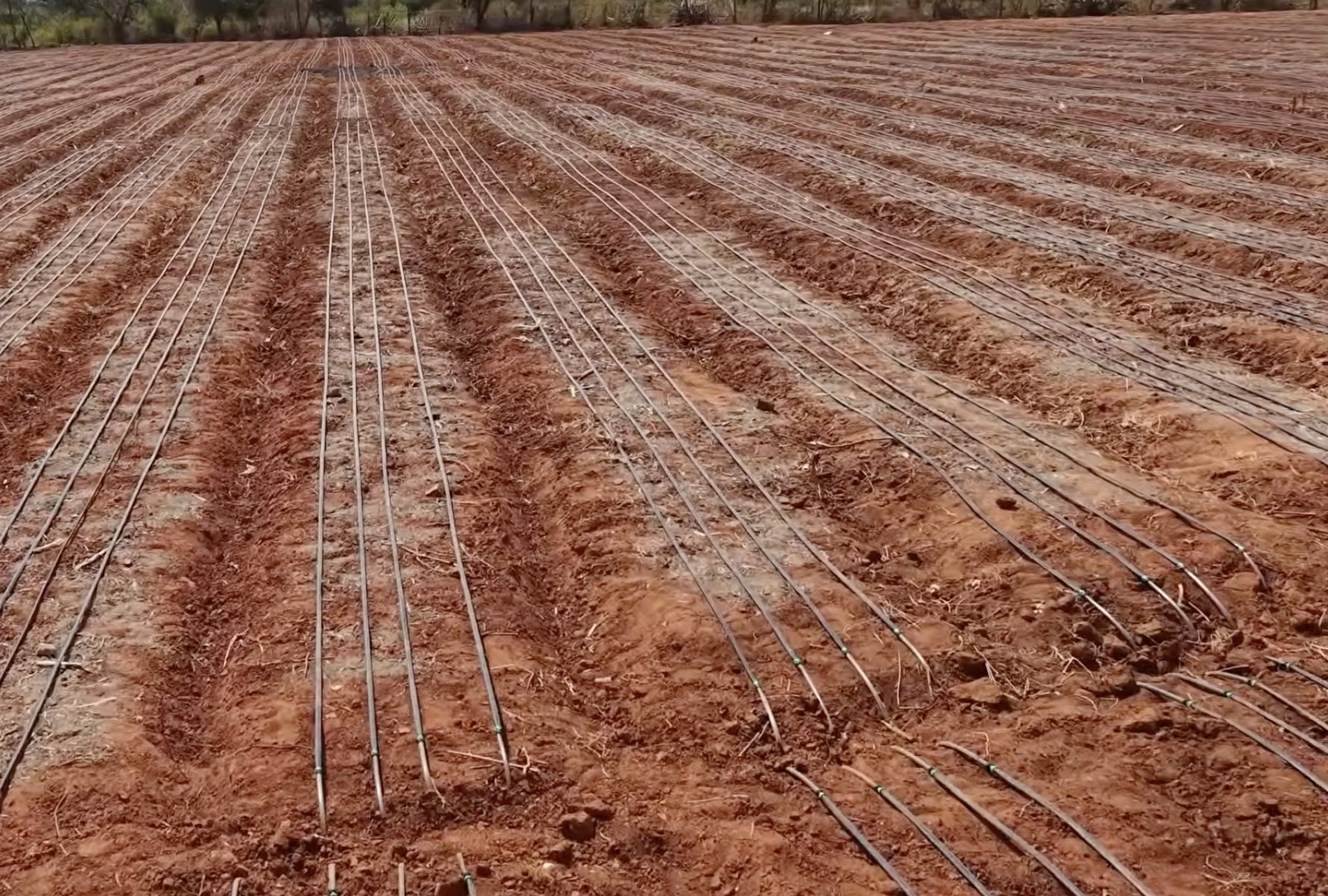 Drip irrigation lines installed across prepared farm rows