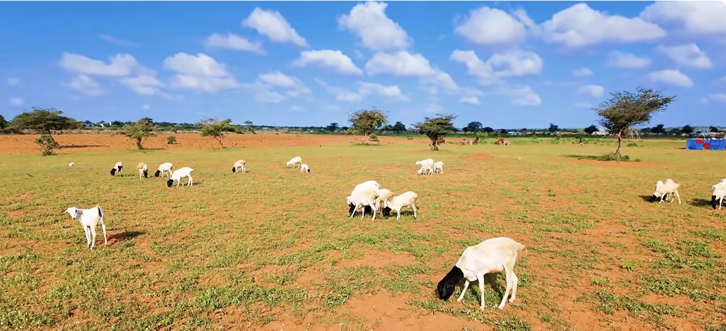 Somali sheep grazing on open farmland near Las Anod