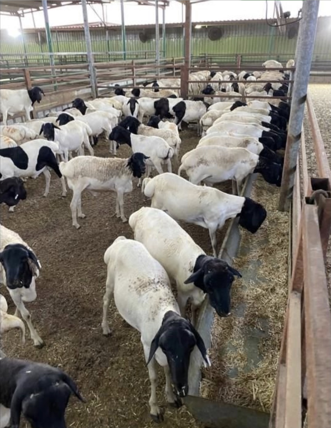 Sheep feeding from troughs inside a livestock shelter